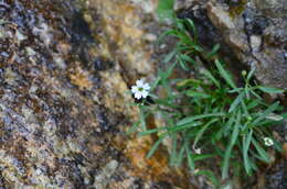 Image de Heliosperma pusillum (Waldst. & Kit.) Rchb.