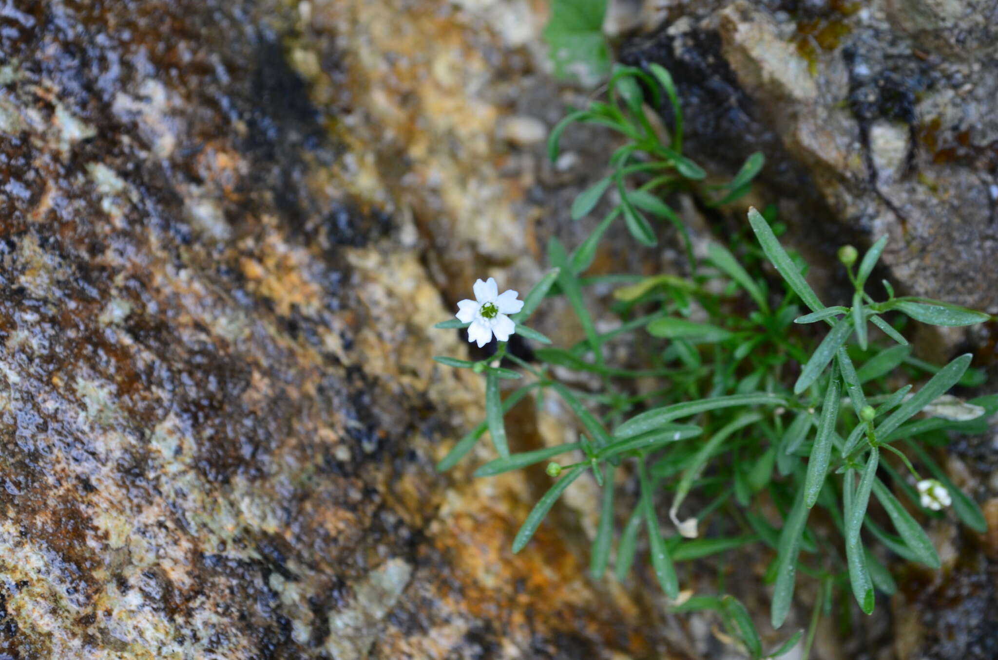 Image de Heliosperma pusillum (Waldst. & Kit.) Rchb.