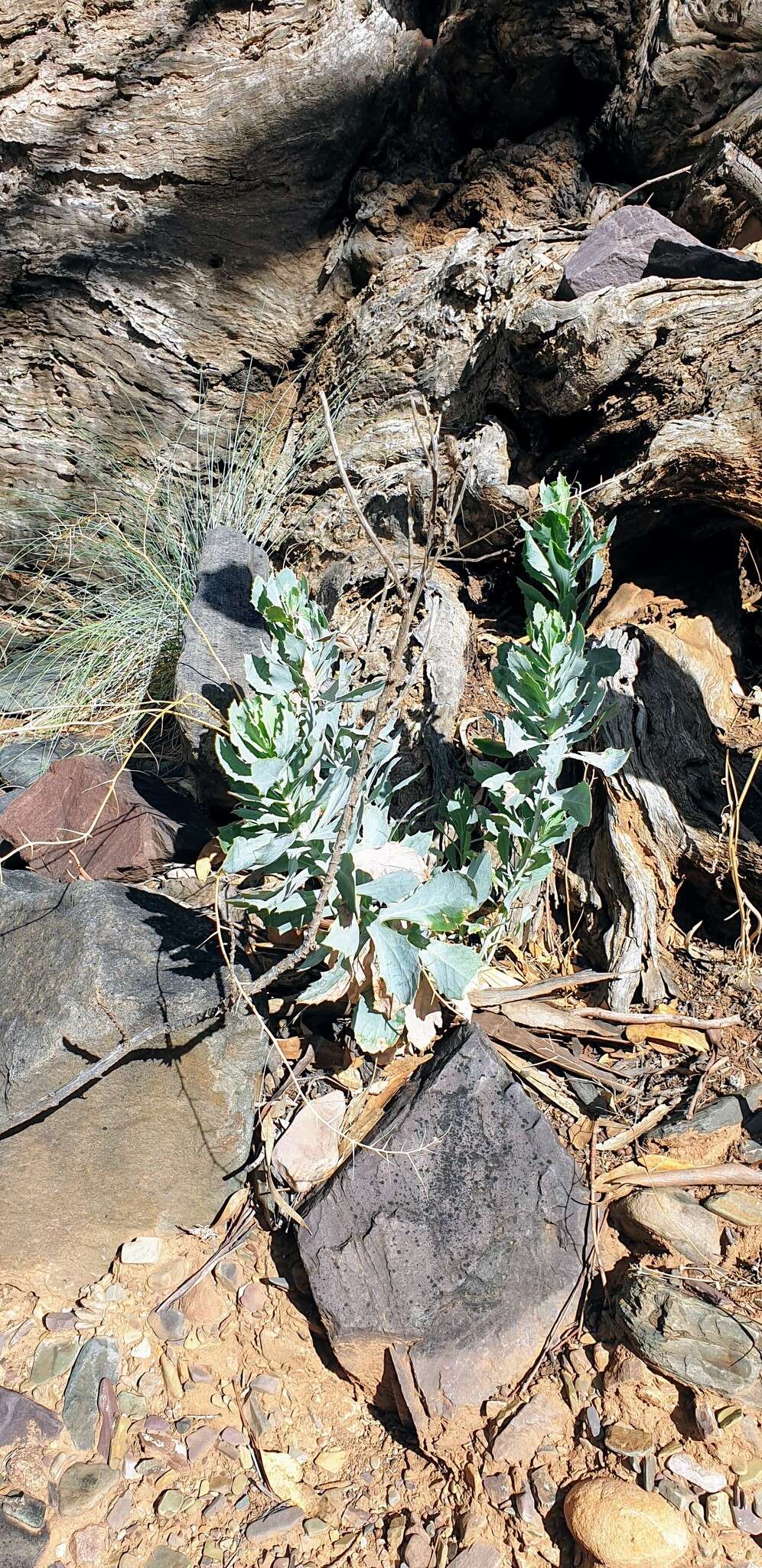 Senecio magnificus F. Müll. resmi