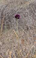 Image of broadleaf wild leek