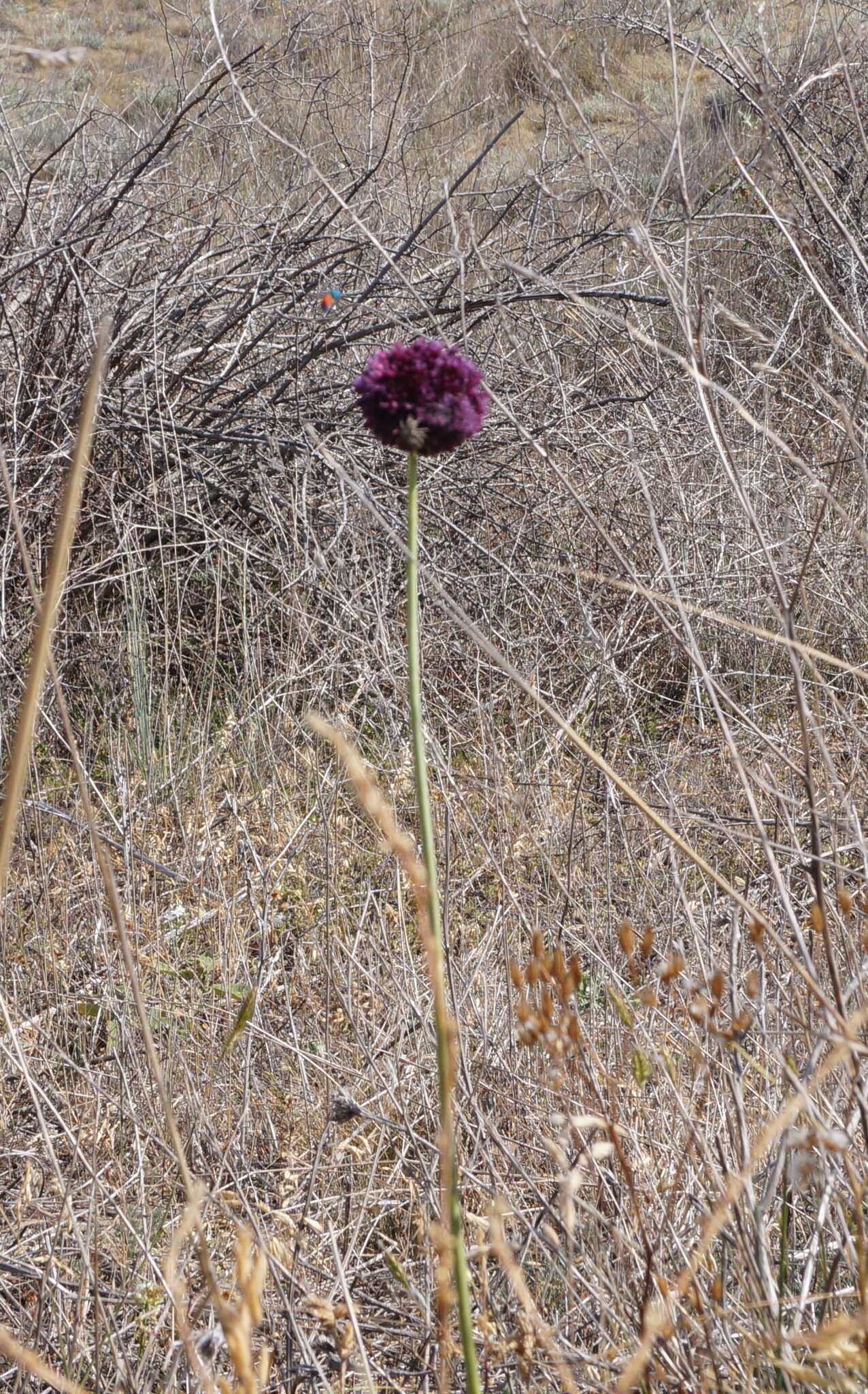 Image of broadleaf wild leek