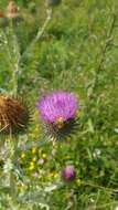 Image of Cotton Thistle