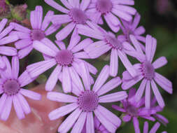 Image of Pericallis webbii (Sch. Bip.) C. Bolle