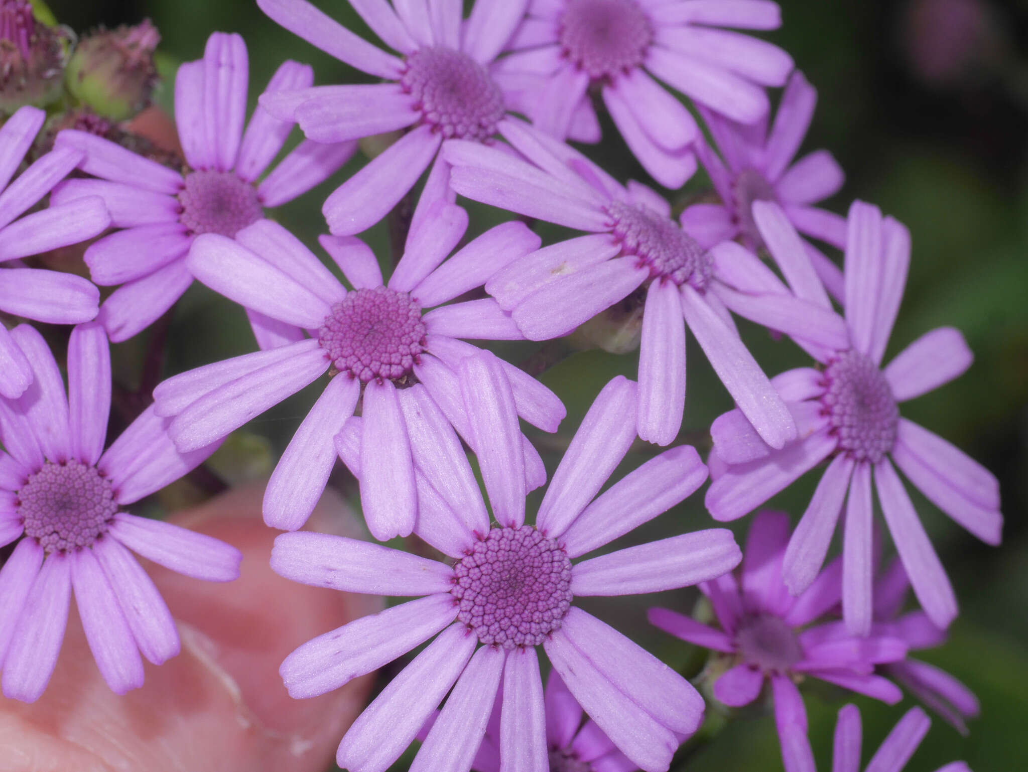 Image of Pericallis webbii (Sch. Bip.) C. Bolle