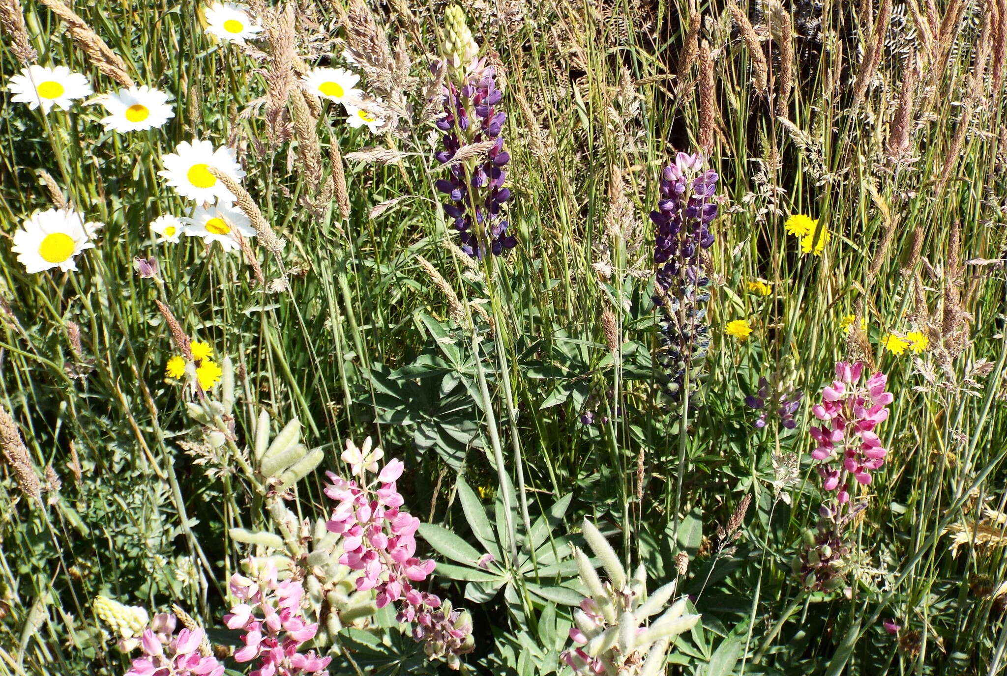 Image of big-leaved lupine