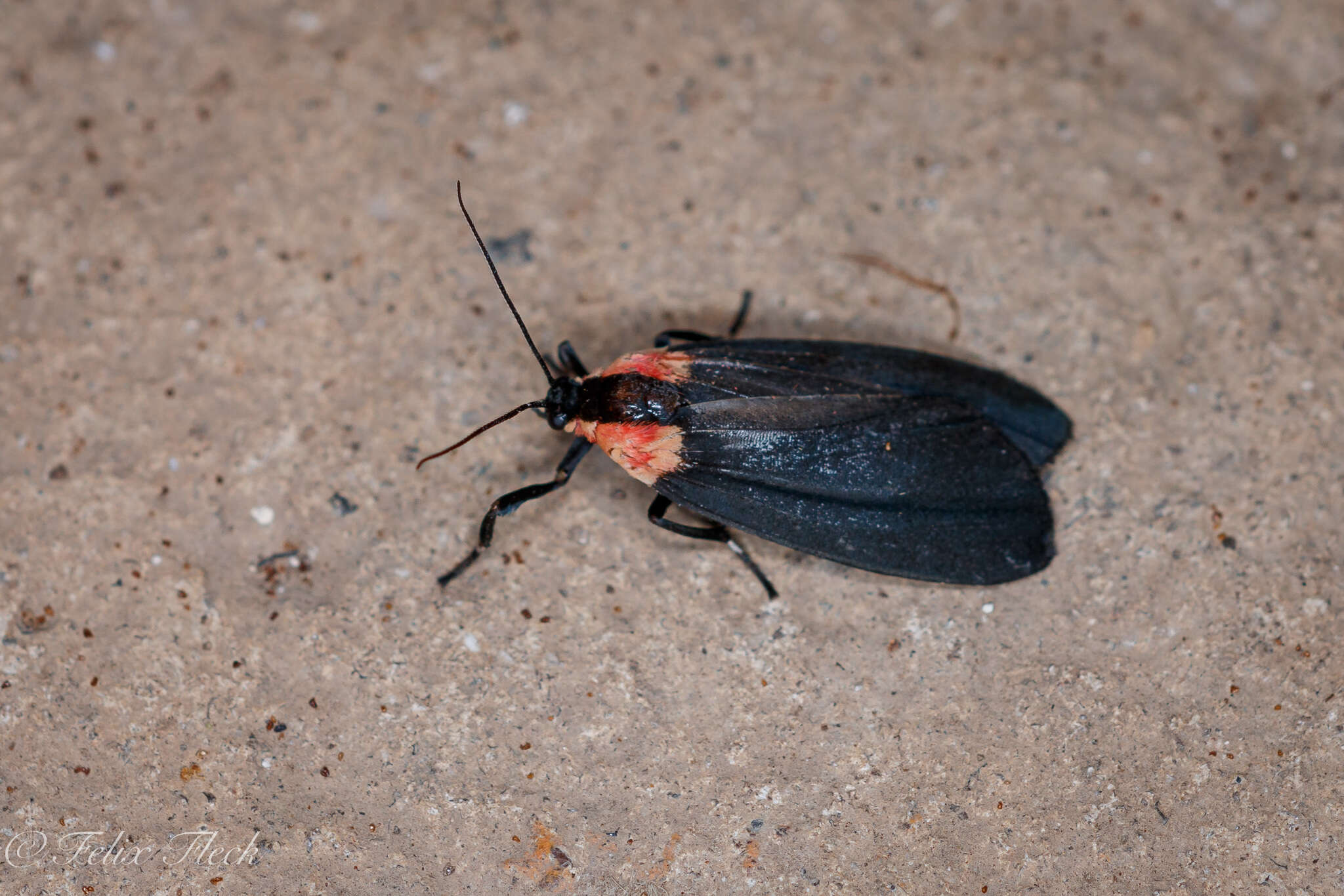 Image of Tuina cingulata Walker 1854