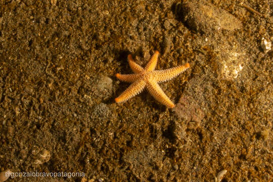 Image of Allostichaster capensis (Perrier 1875)