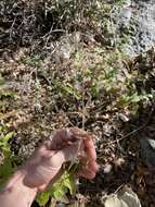 Image de Brickellia betonicifolia A. Gray