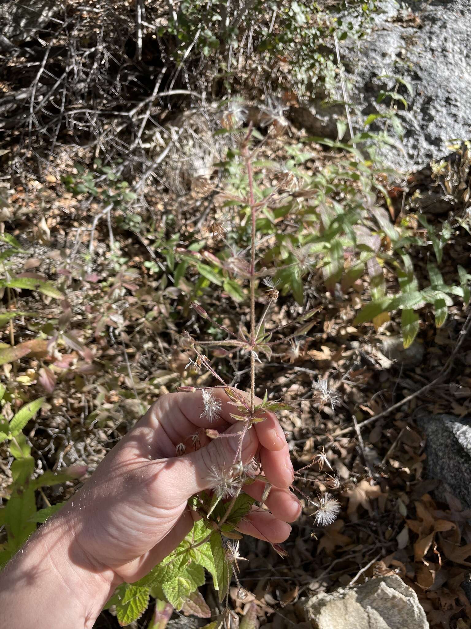 Image de Brickellia betonicifolia A. Gray