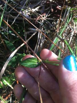 Image of lobelia