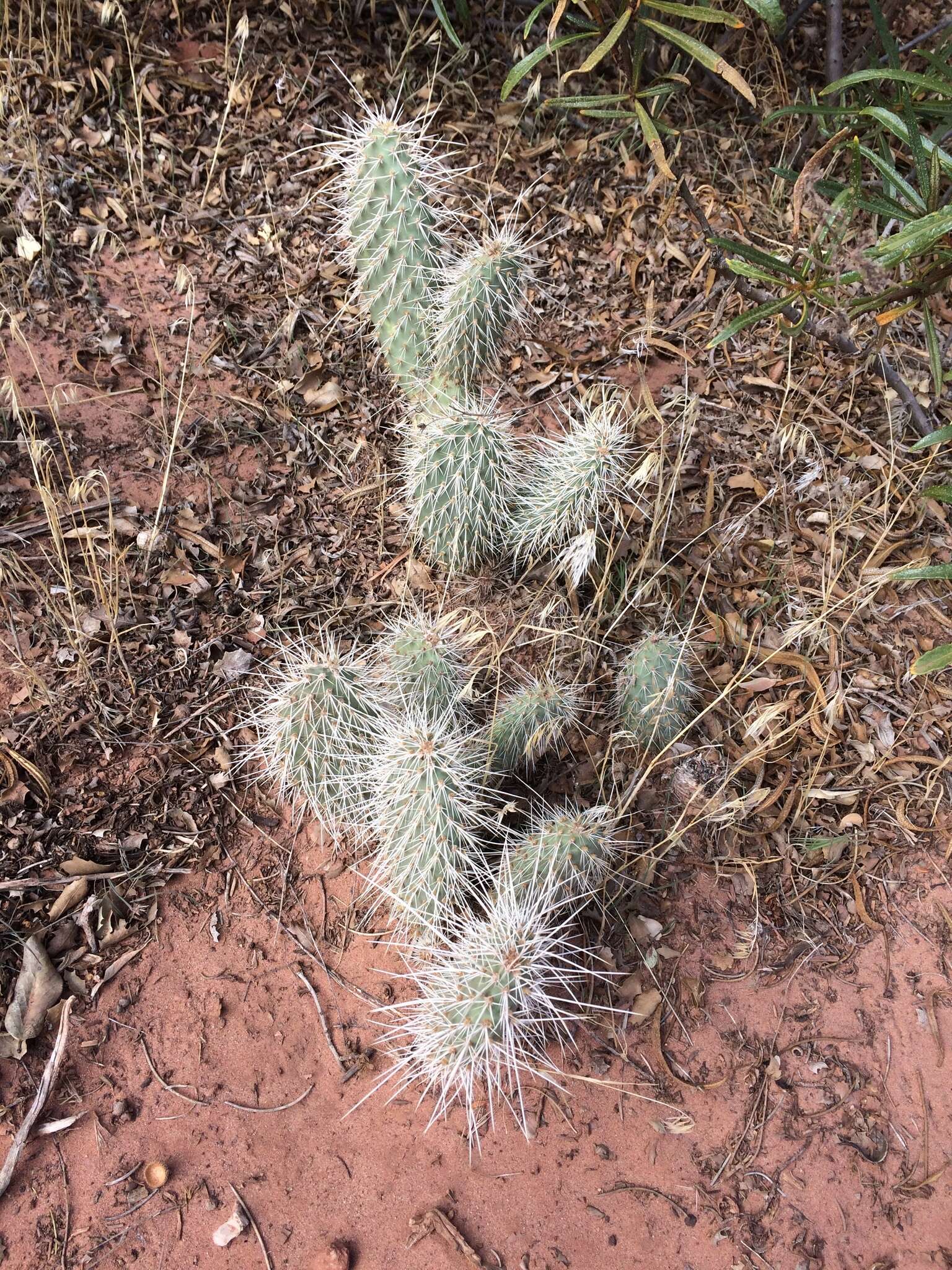 Image of grizzlybear pricklypear