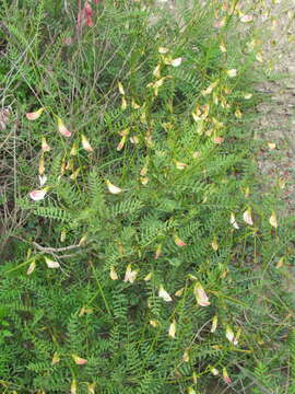 Image of Coursetia gracilis Lavin