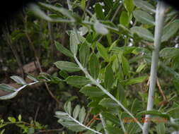 Image de Schinus lentiscifolia March.