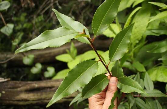 Image of African Almond