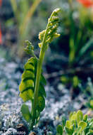 Image of Botrychium neolunaria Stensvold & Farrar