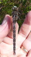 Image of Zigzag Darner