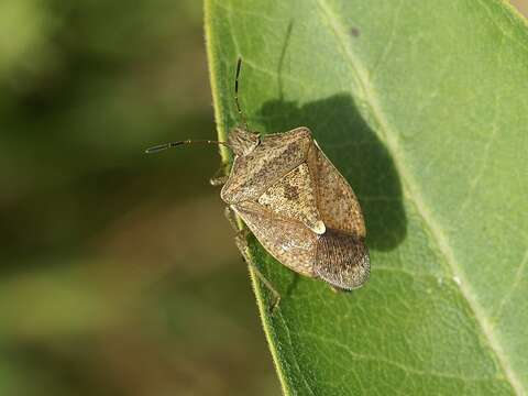 Euschistus (Euschistus) servus euschistoides (Vollenhoven 1868) resmi