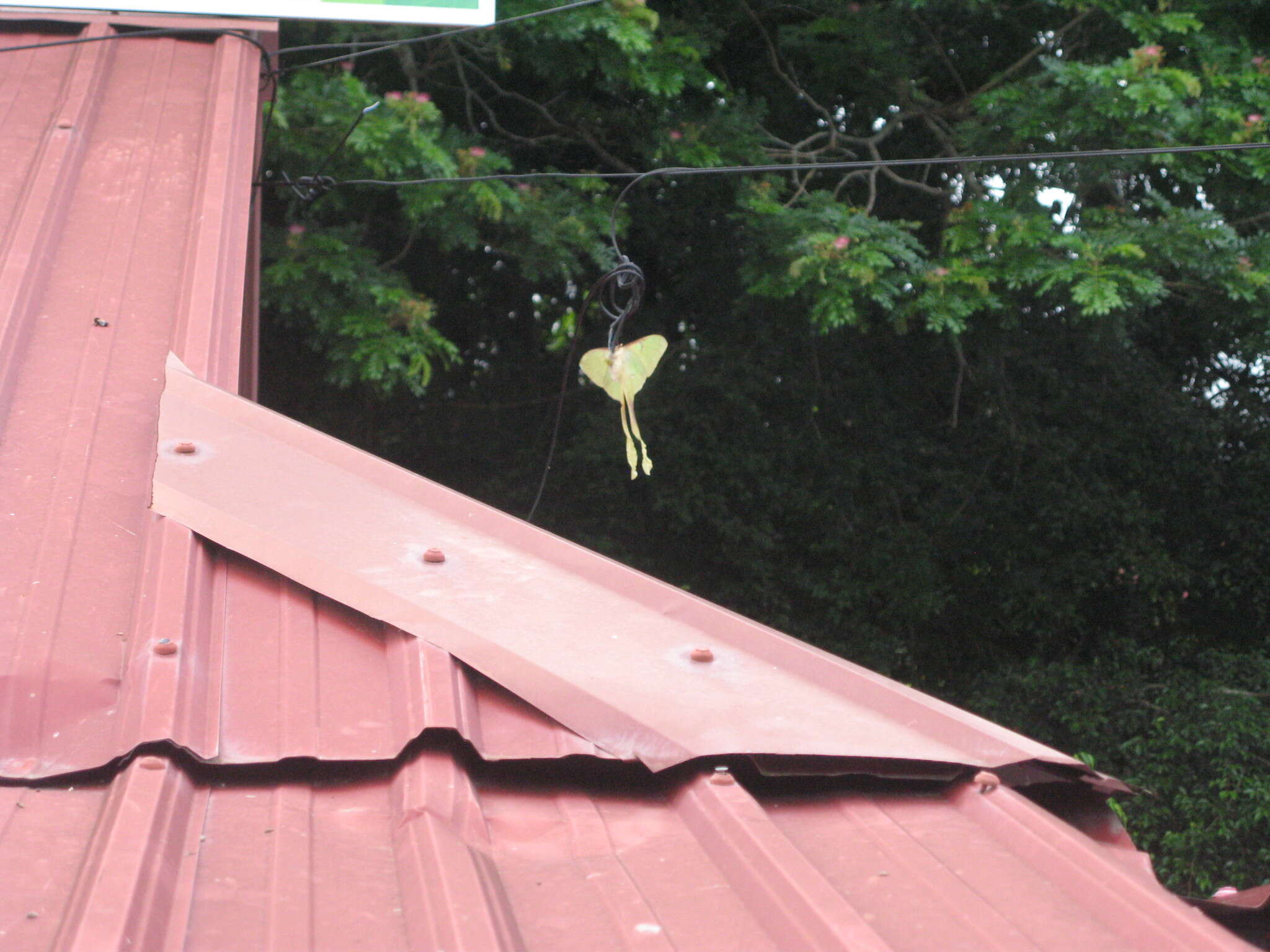 Image of Malaysian moon moth