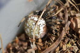 Image of Shamrock Orbweaver