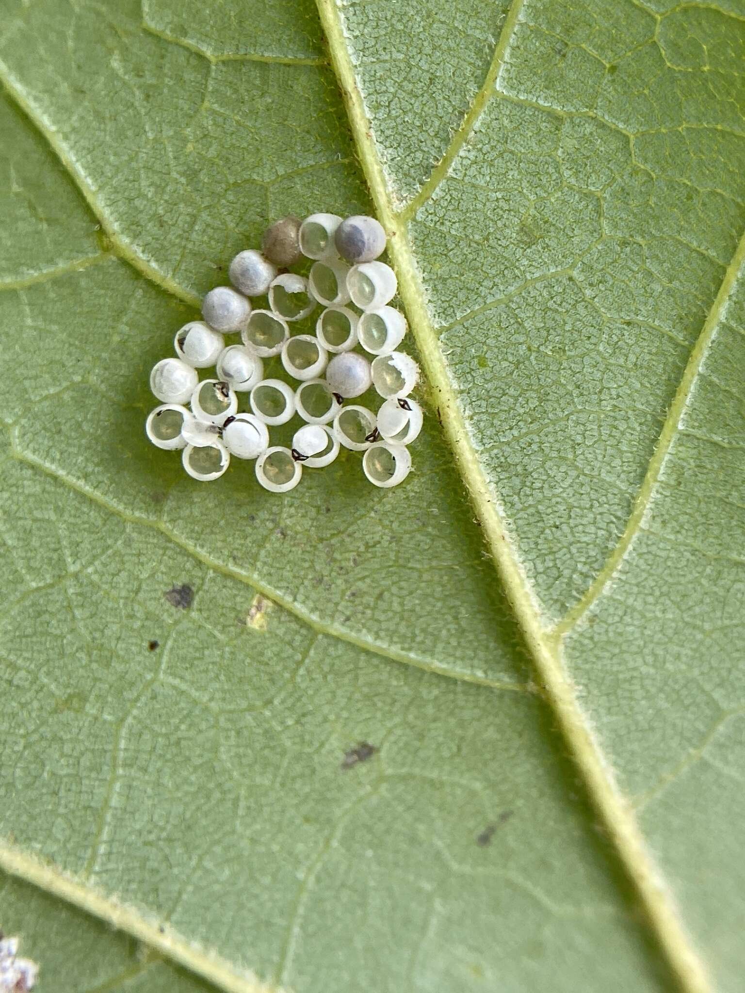 Image of Pulvinaria acericola (Walsh & Riley 1868)