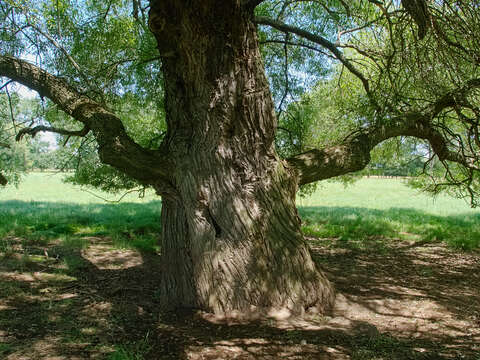 Image de Saule fragile