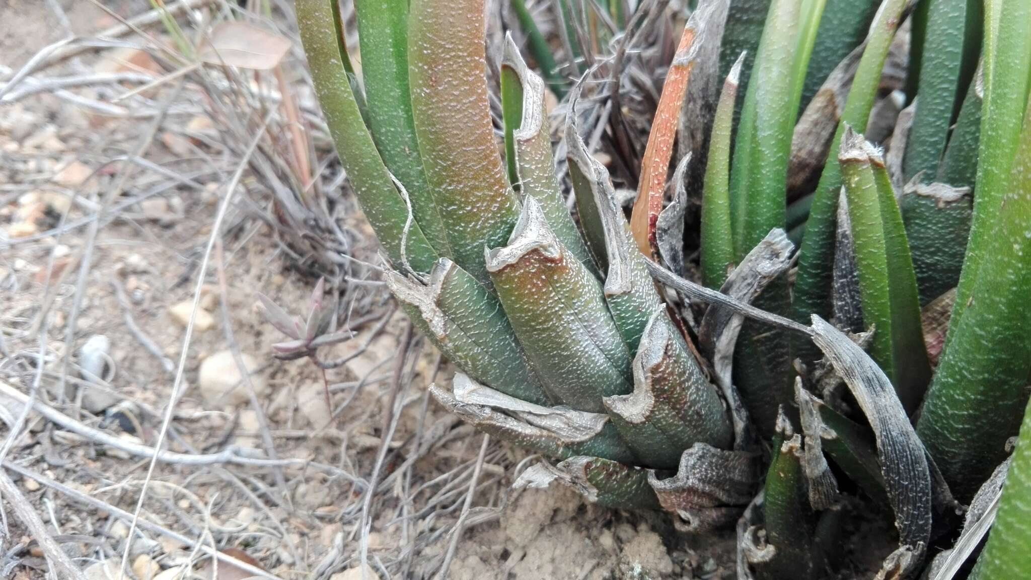 Image of Haworthiopsis longiana (Poelln.) G. D. Rowley