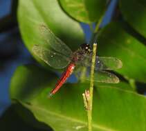 Plancia ëd Lyriothemis acigastra (Selys 1878)