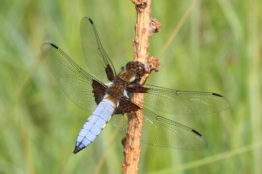 Image of Broad-bodied chaser