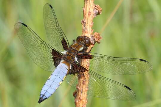 Image of Broad-bodied chaser