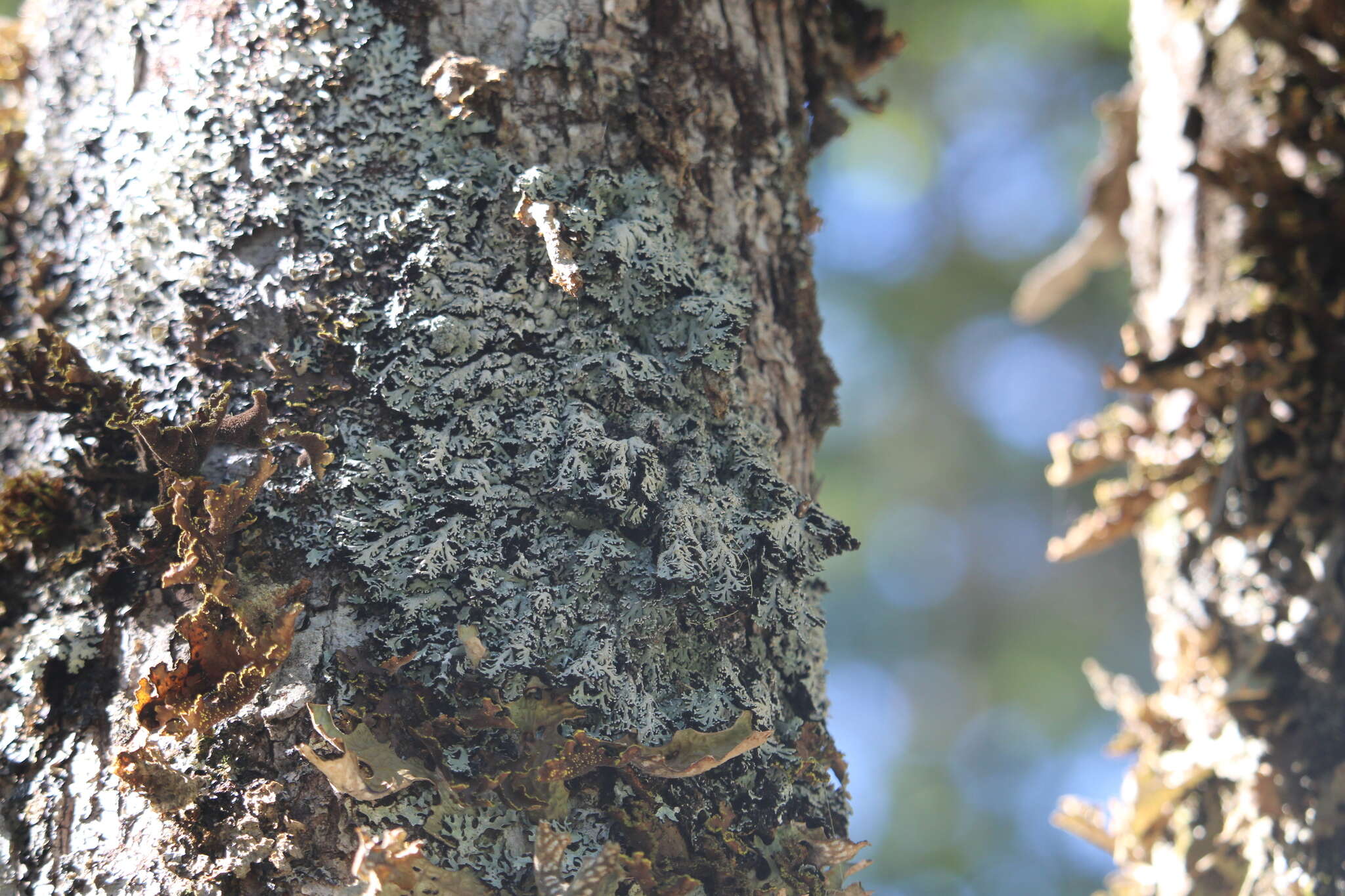 Image of anzia lichen