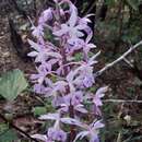 Imagem de Calanthe plantaginea Lindl.