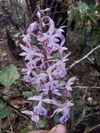 Plancia ëd Calanthe plantaginea Lindl.