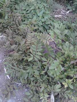 Image of Chinese wisteria