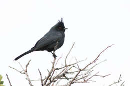 Image of Phainopepla Baird & SF 1858