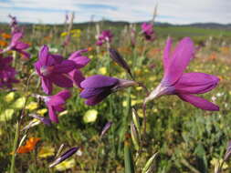 Image of Ixia ramulosa (G. J. Lewis) Goldblatt & J. C. Manning