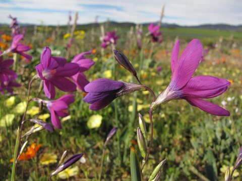 Image of Ixia ramulosa (G. J. Lewis) Goldblatt & J. C. Manning