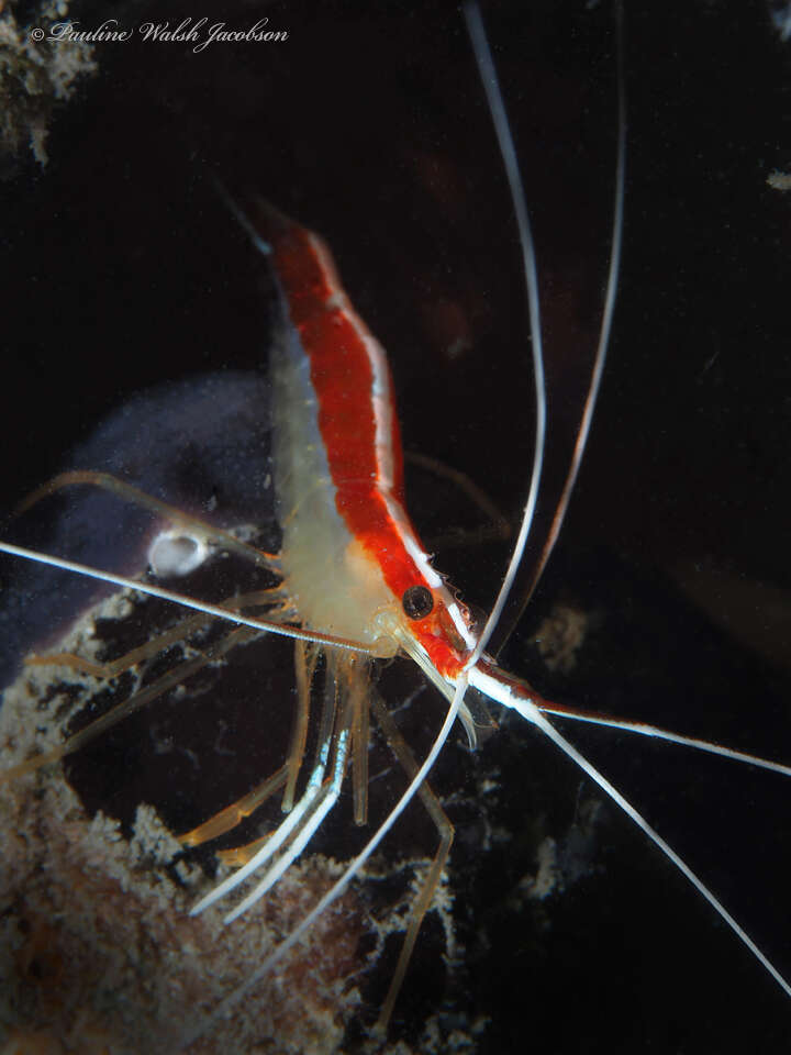 Image of red-backed cleaner shrimp