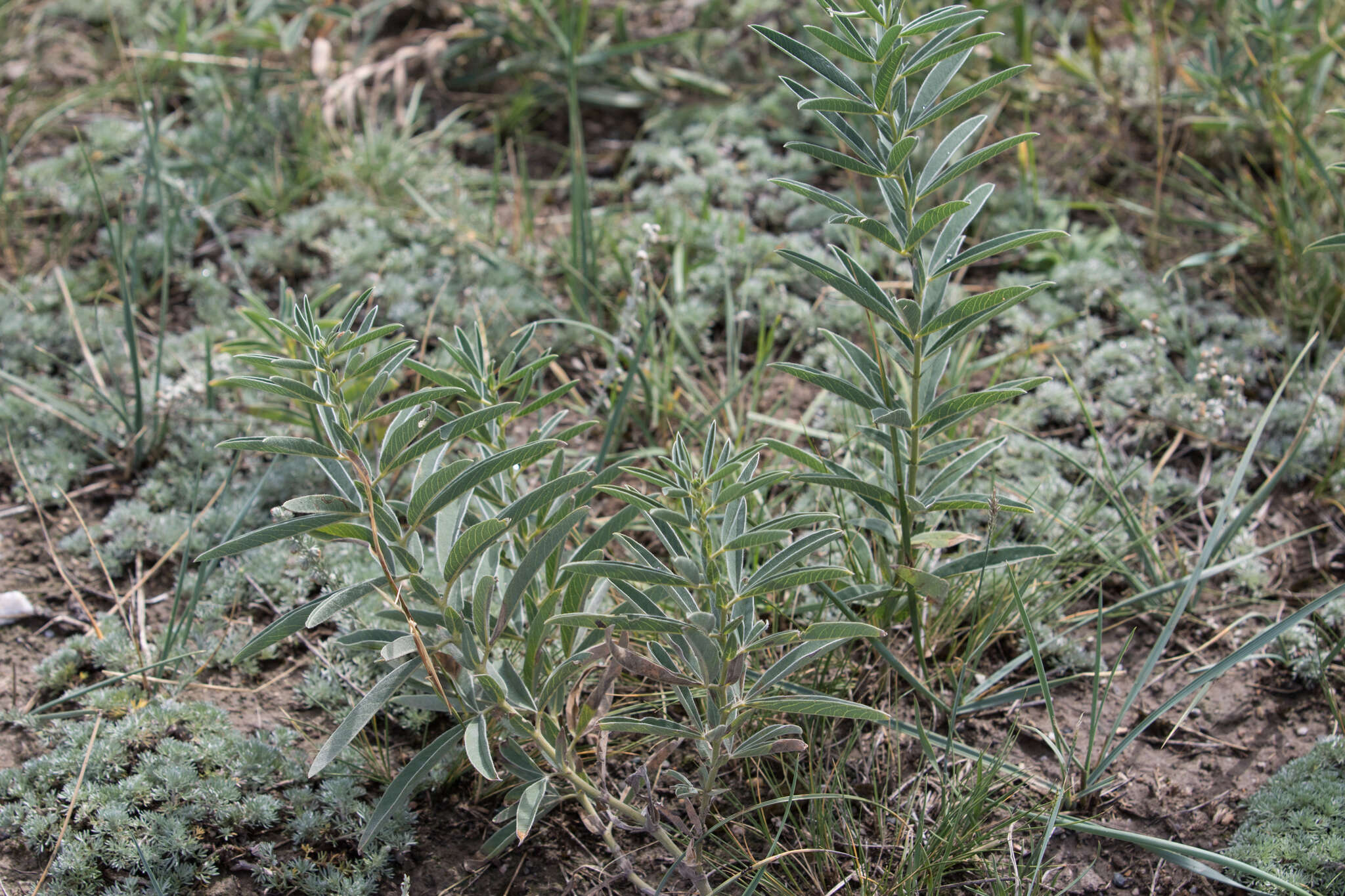 Image of Thermopsis mongolica Czefr.