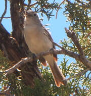 Слика од Vireo vicinior Coues 1866