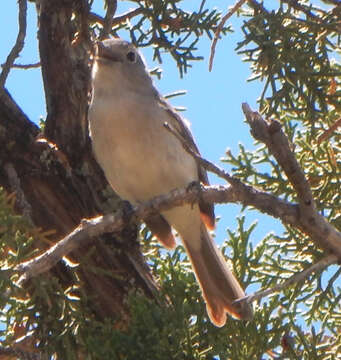 Image of Gray Vireo