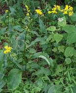 Image of Atlantic goldenrod