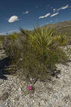 Image of Thelocactus buekii (Klein bis) Britton & Rose