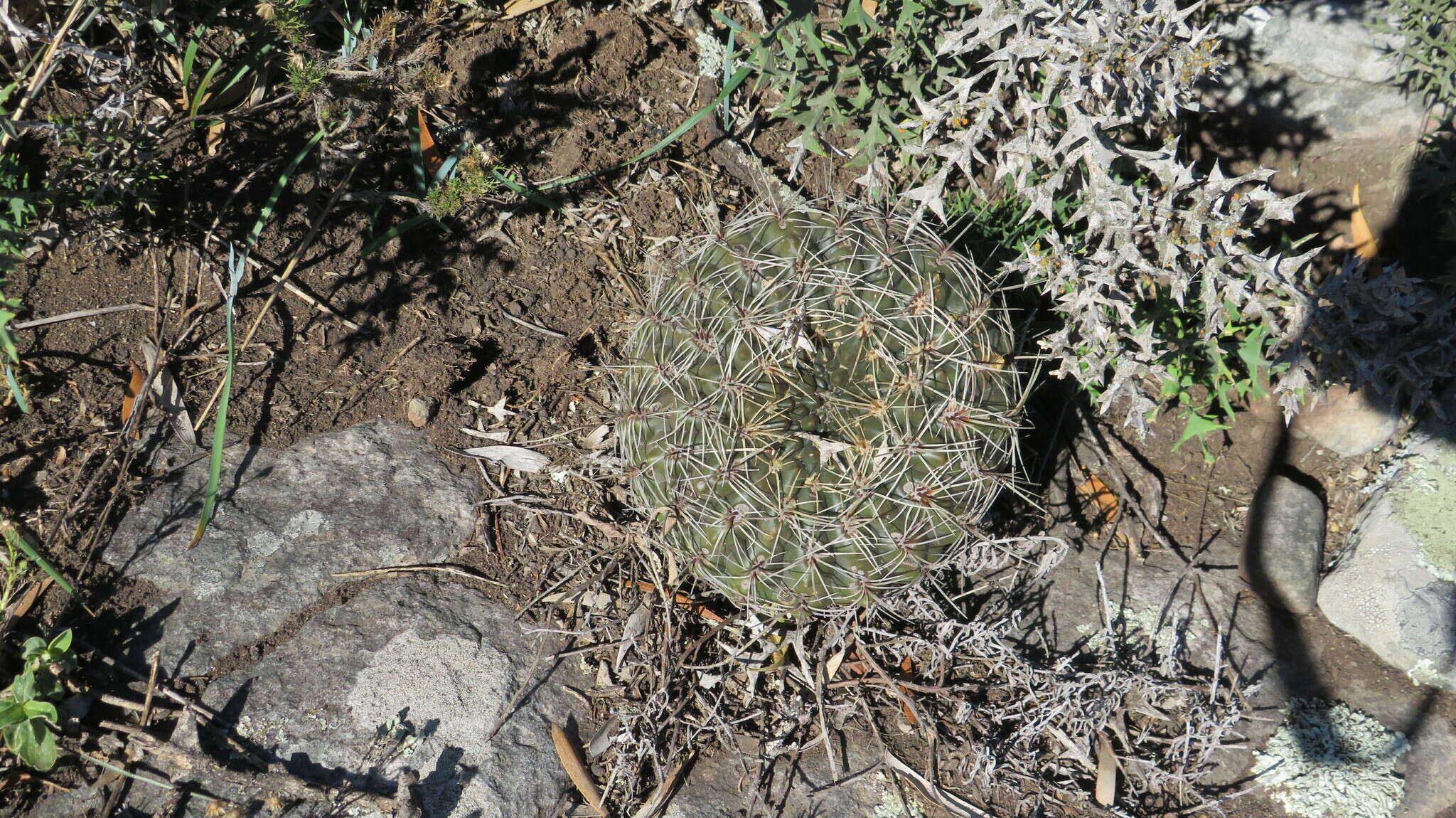 Image of Gymnocalycium reductum var. leeanum (Hook.) Papsch