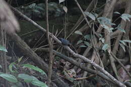 Image of Long-winged Antwren