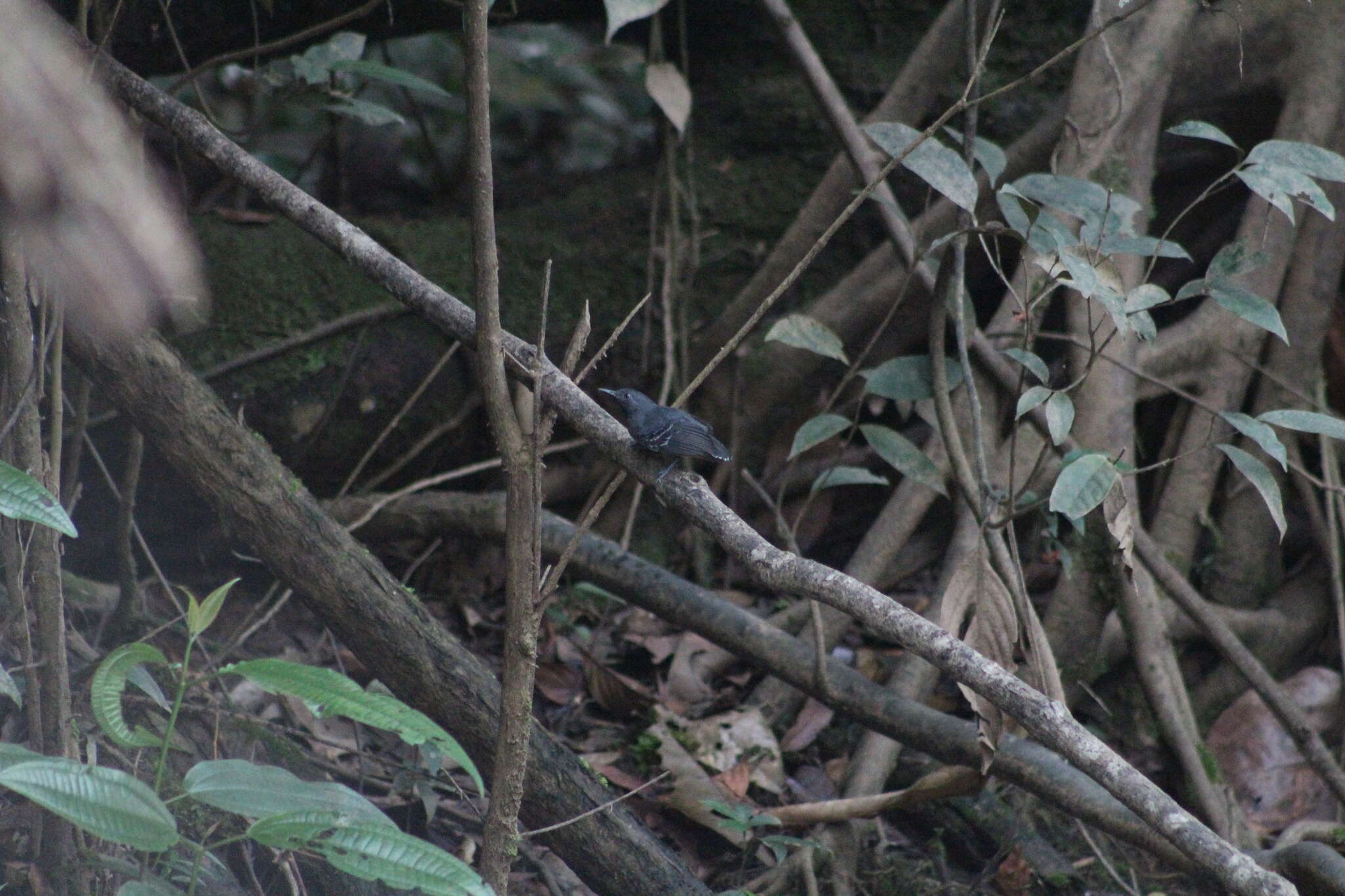 Image of Long-winged Antwren