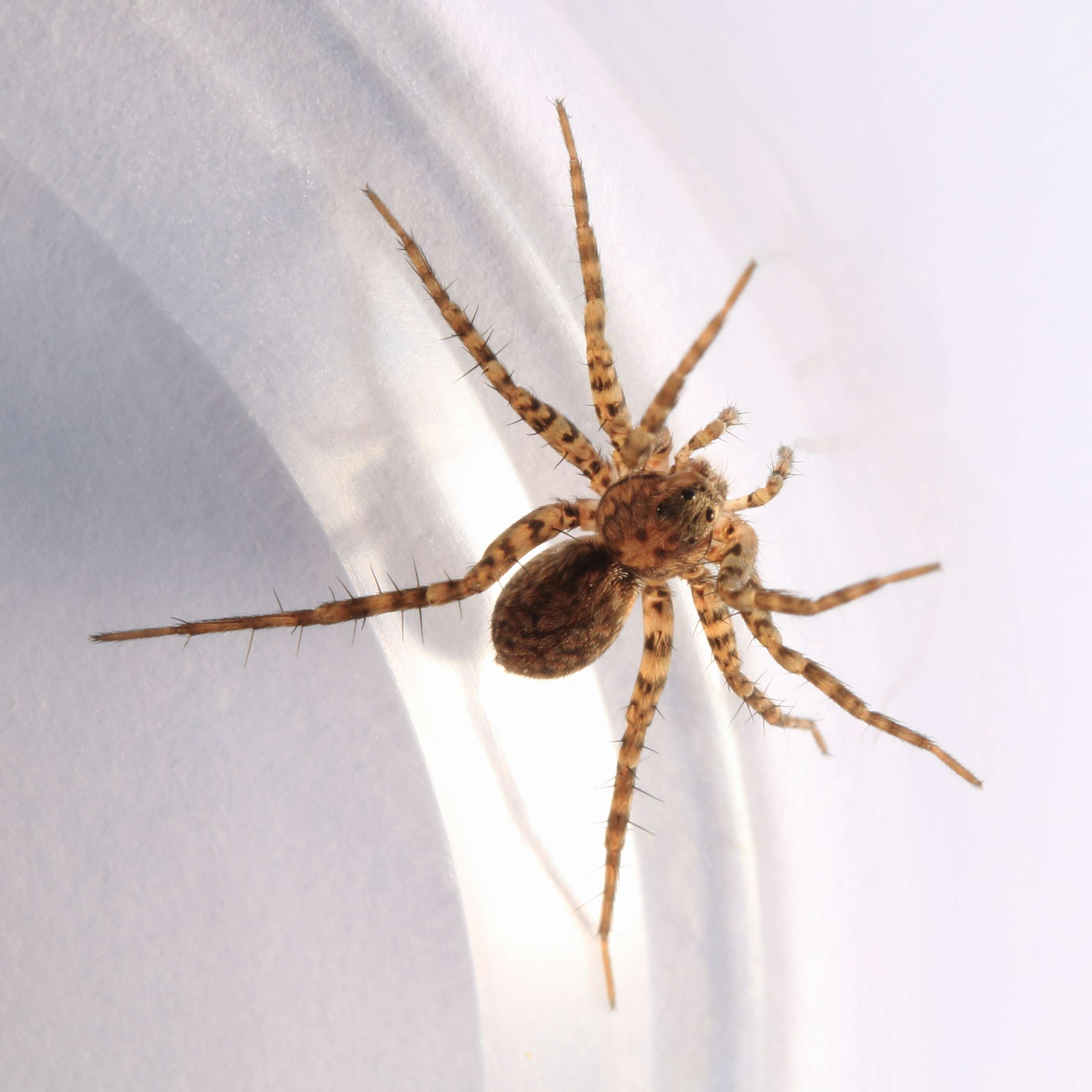 Image of Thinlegged Wolf Spiders