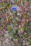 Image of Parry's gentian