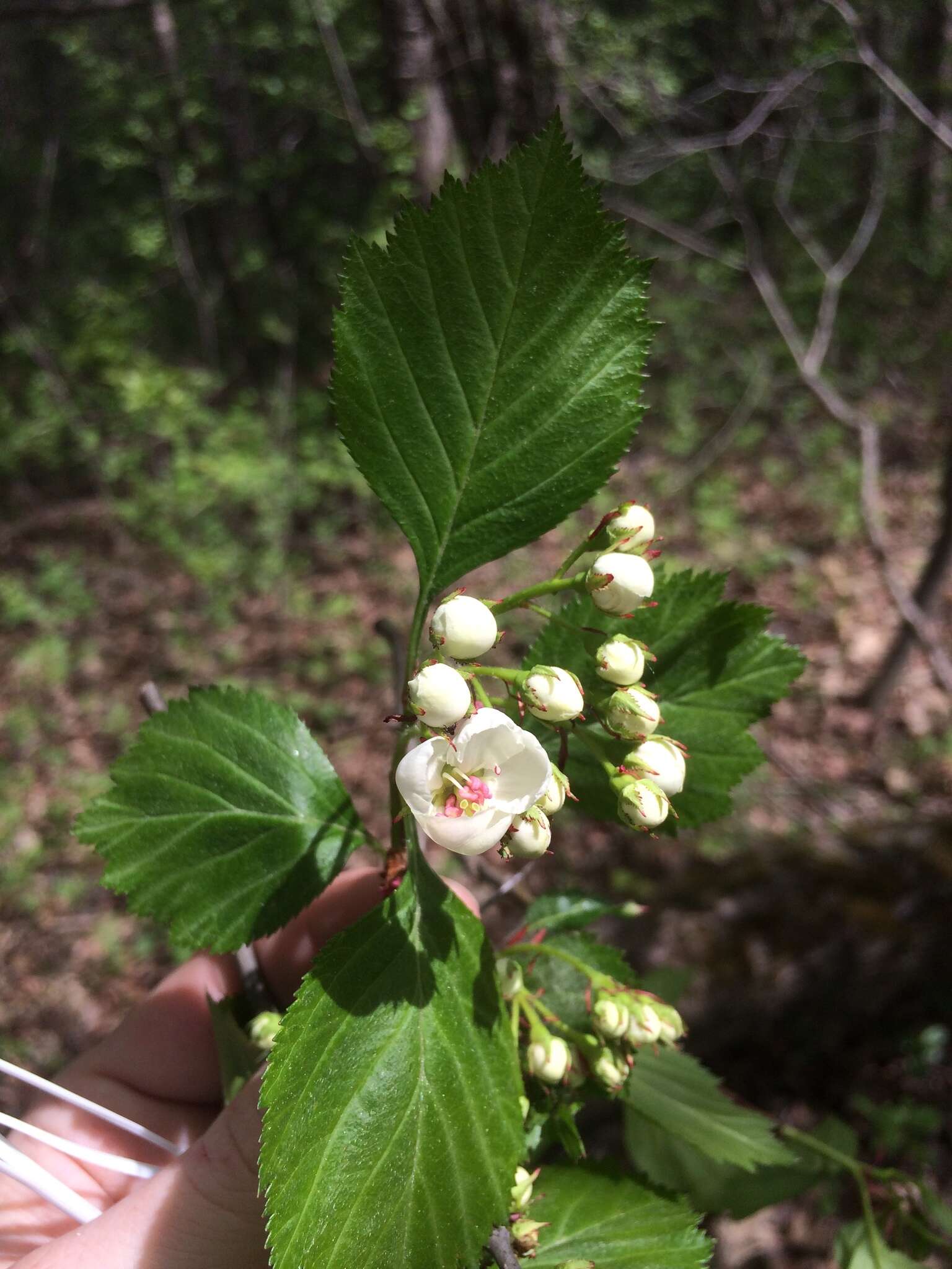 Plancia ëd Crataegus scabrida Sarg.