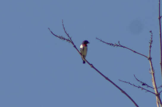 Image of Blue-cheeked Flowerpecker