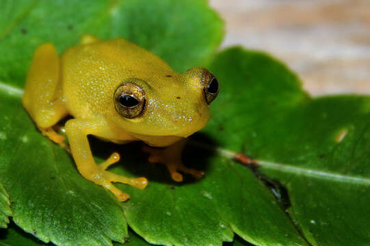 Image of Pristimantis jaguensis Rivera-Prieto, Rivera-Correa & Daza-R. 2014